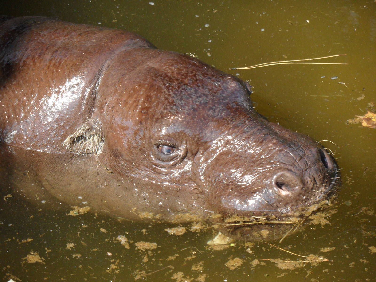 Pygmy hippo in pool