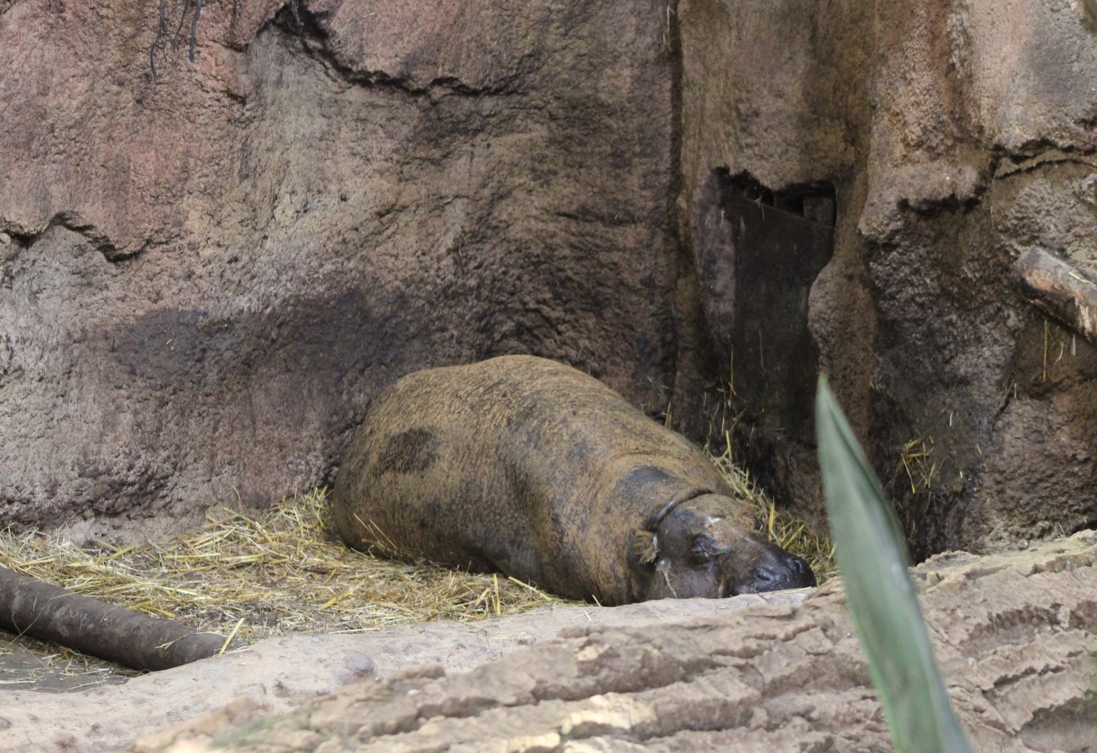 Pygmy hippo in the indoor-enclosure