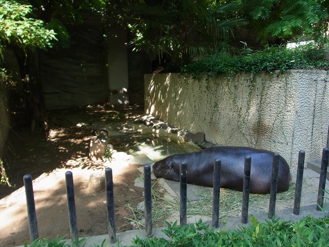 Pygmy hippo in Ueno zoo