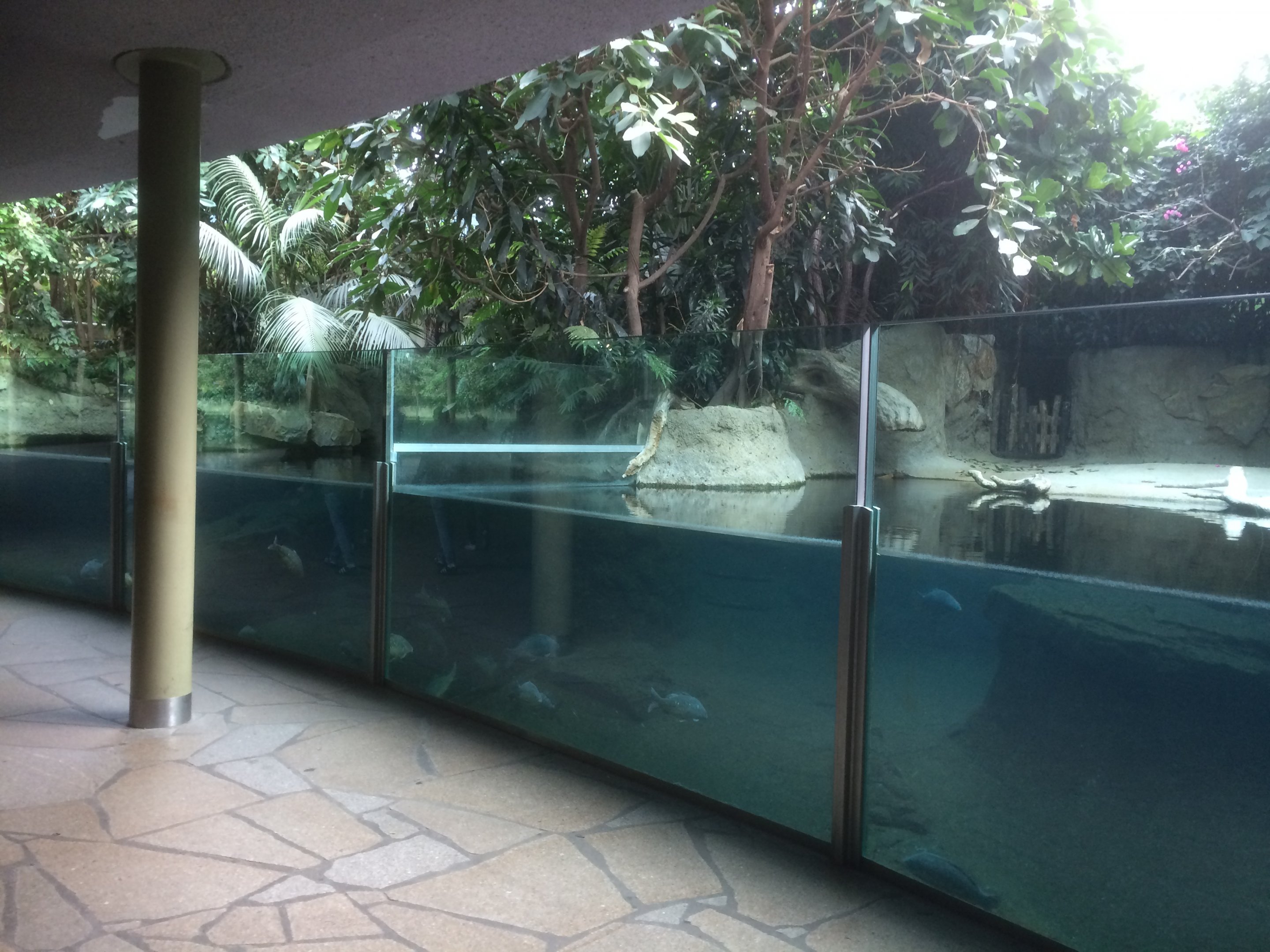 Pygmy hippo indoor area