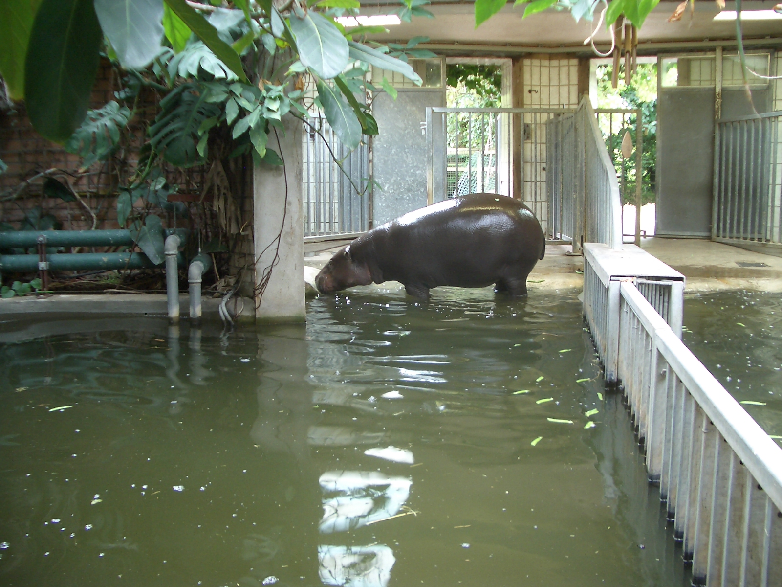 Pygmy Hippo Indoor Enclosure - 24.07.2010