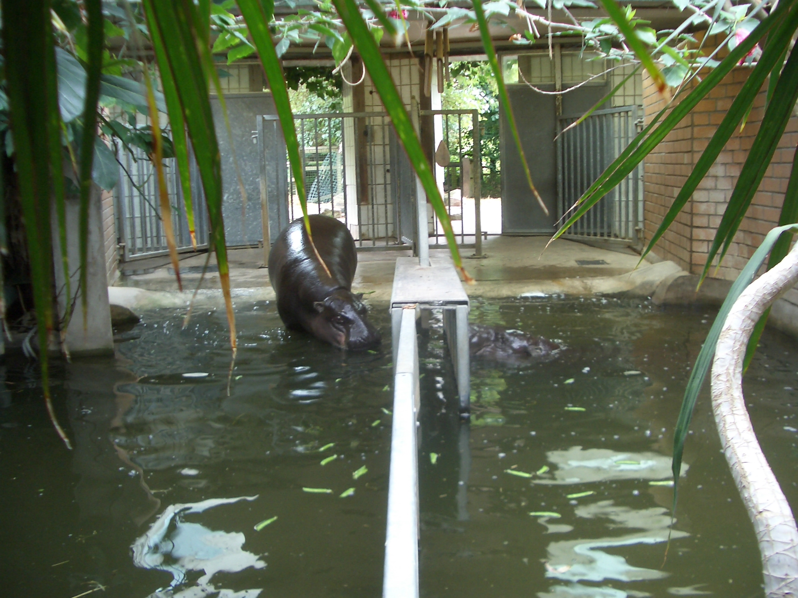 Pygmy Hippo Indoor Enclosure - 24.07.2010