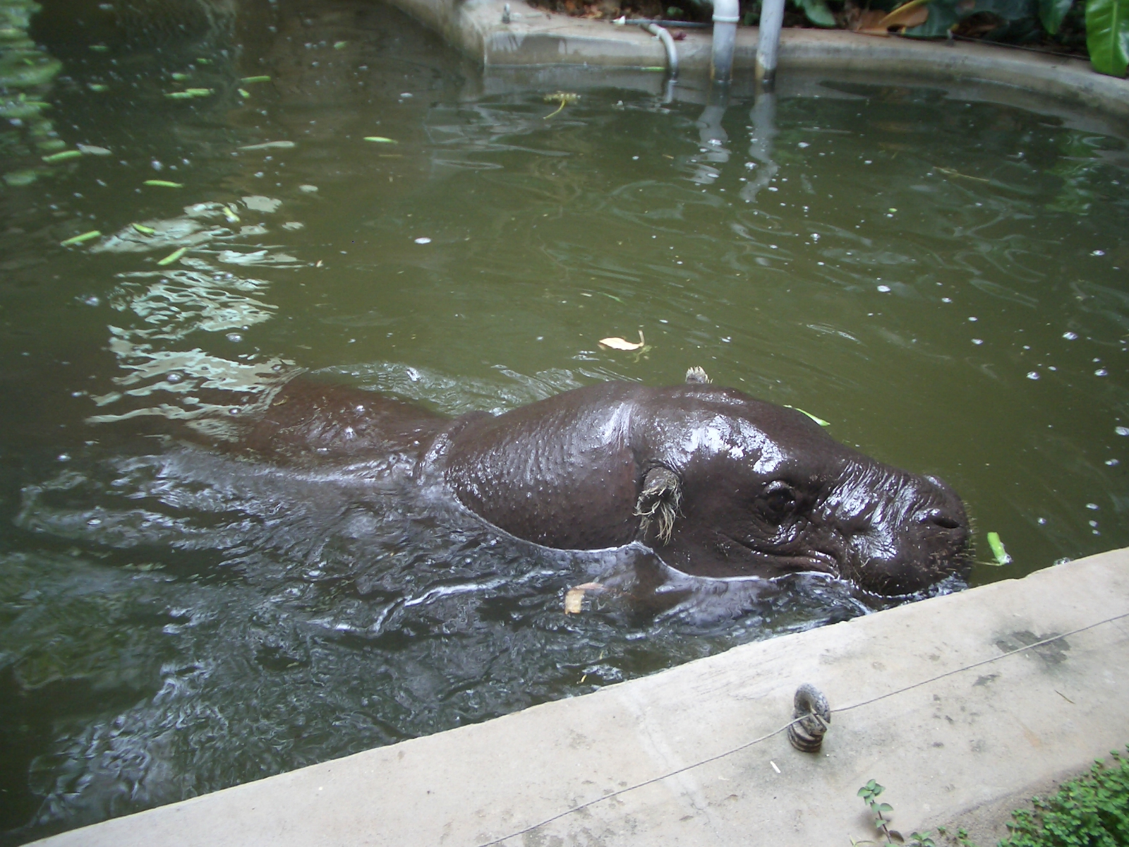 Pygmy Hippo Indoor Enclosure - 24.07.2010