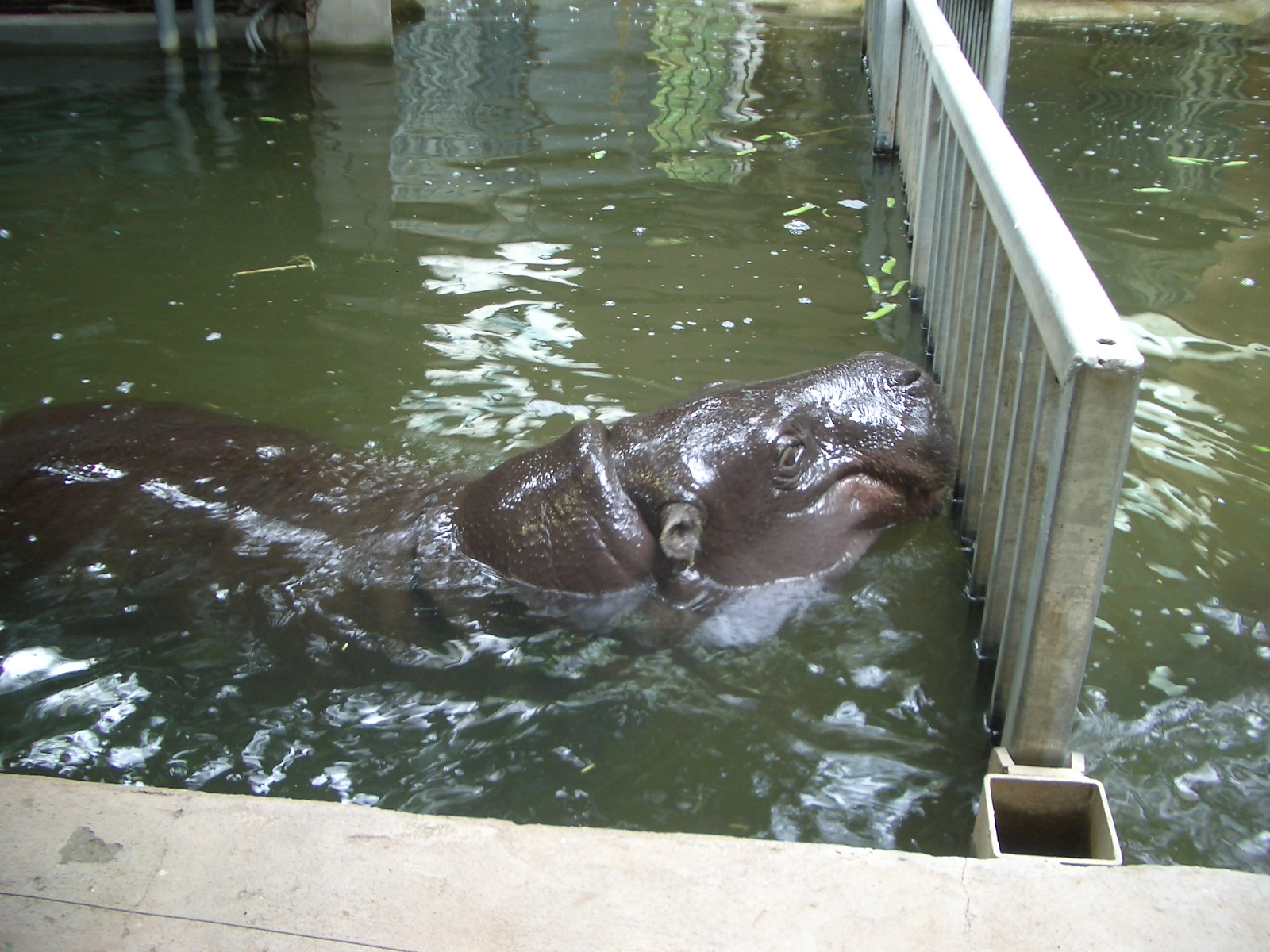 Pygmy Hippo Indoor Enclosure - 24.07.2010