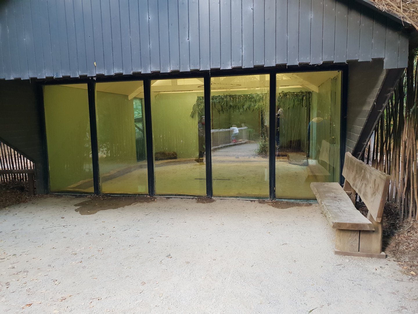 Pygmy hippo indoor enclosure