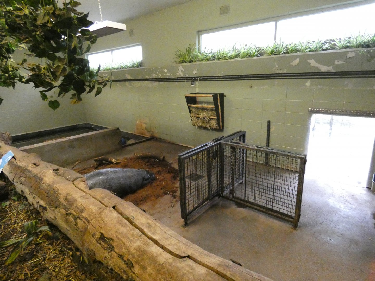 Pygmy hippo indoor enclosure