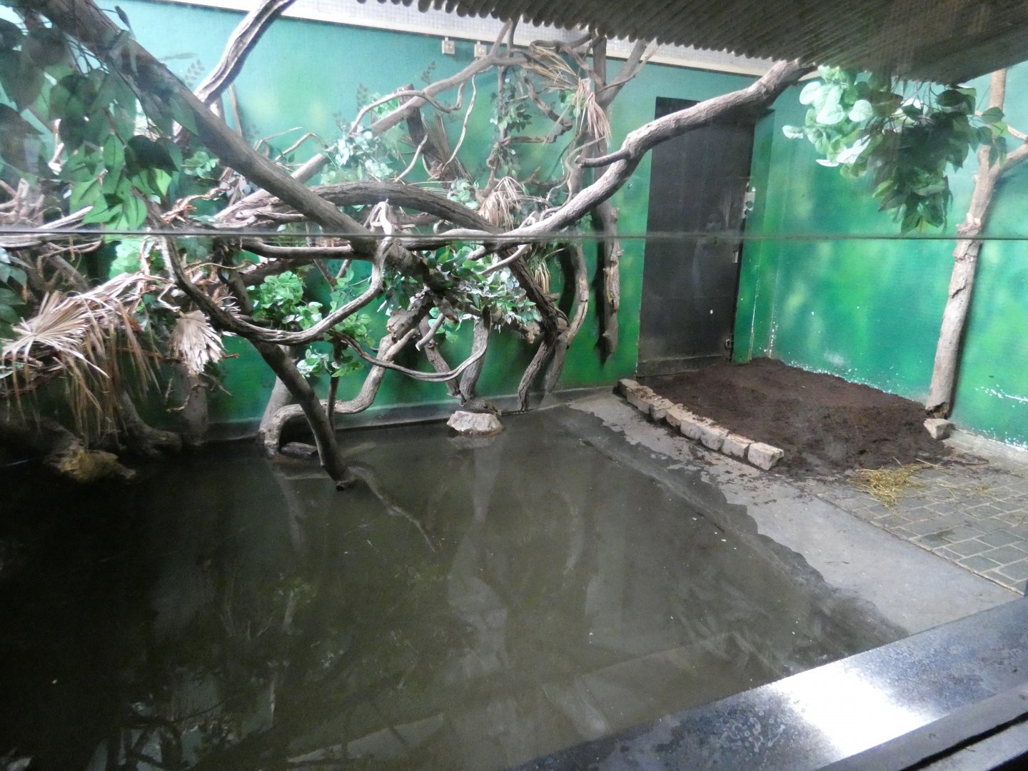 Pygmy hippo indoor enclosure