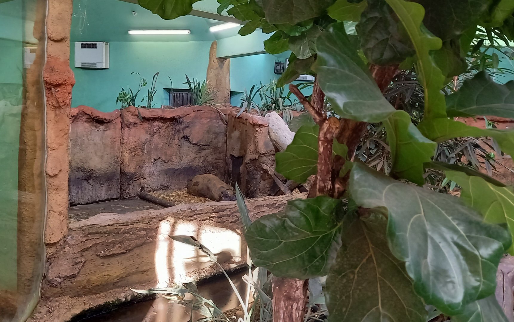 Pygmy hippo indoor-enclosure
