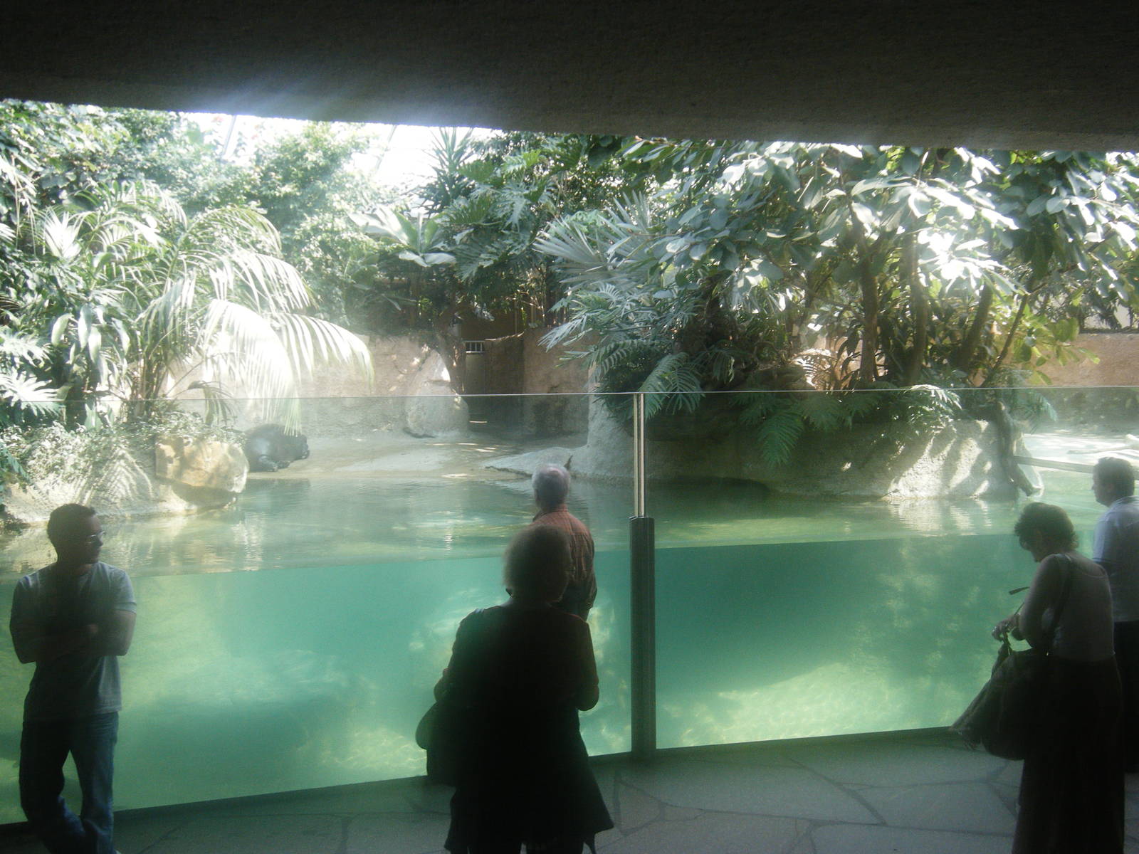 Pygmy Hippo indoor enclosure