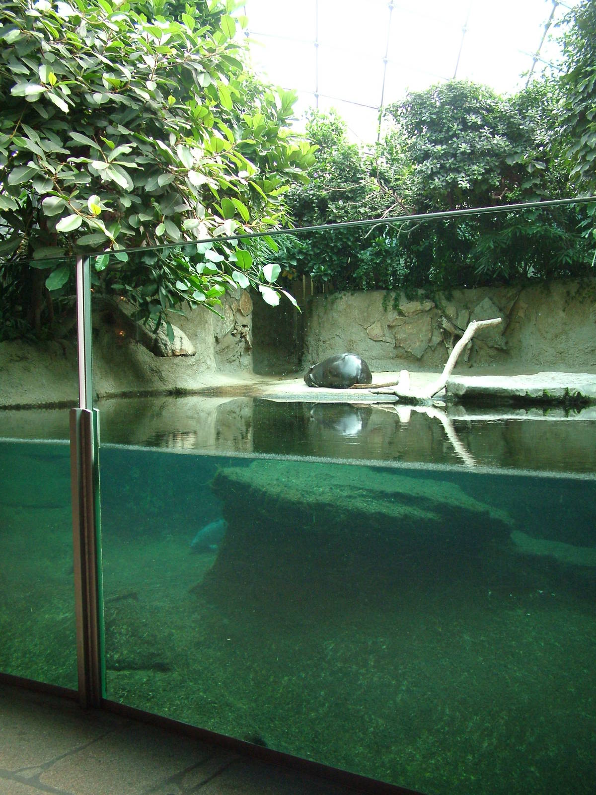 Pygmy Hippo Indoor Exhibit at Berlin Zoo, 31/08/11