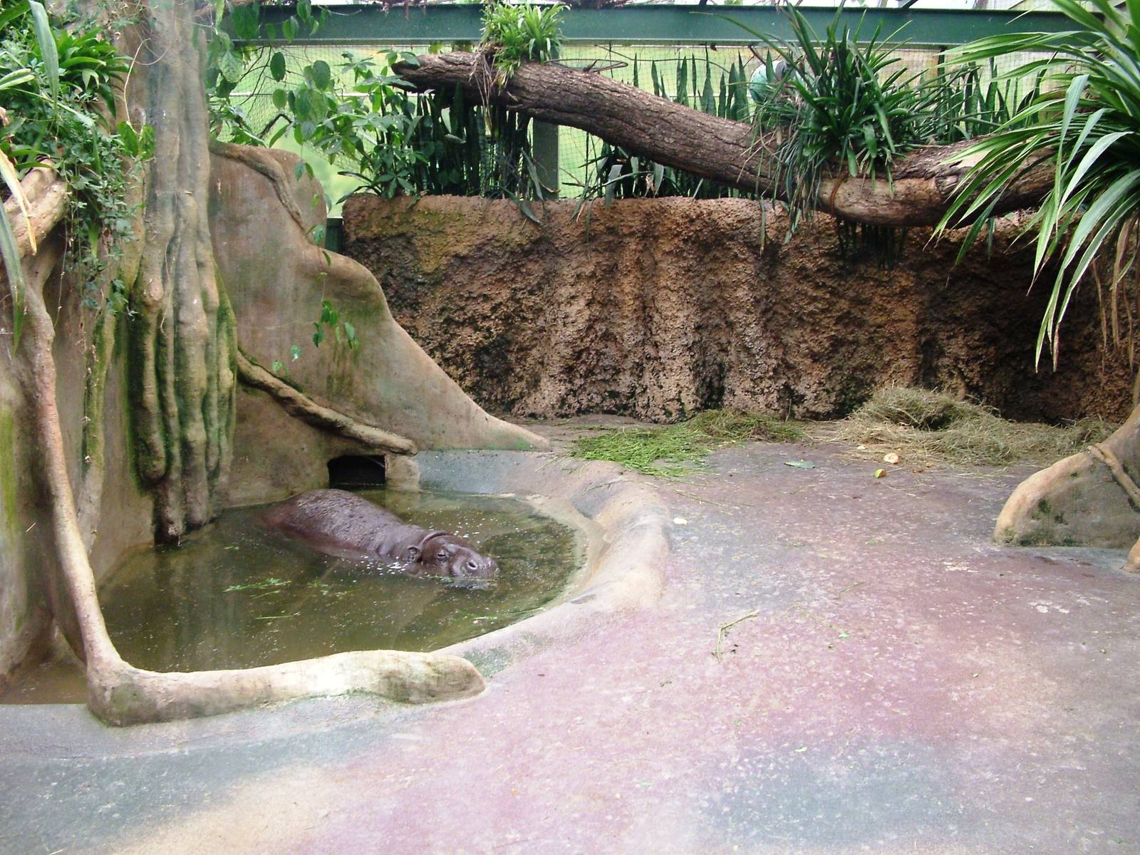 Pygmy Hippo Indoor Exhibit at Dvur Kralove, 26/08/12