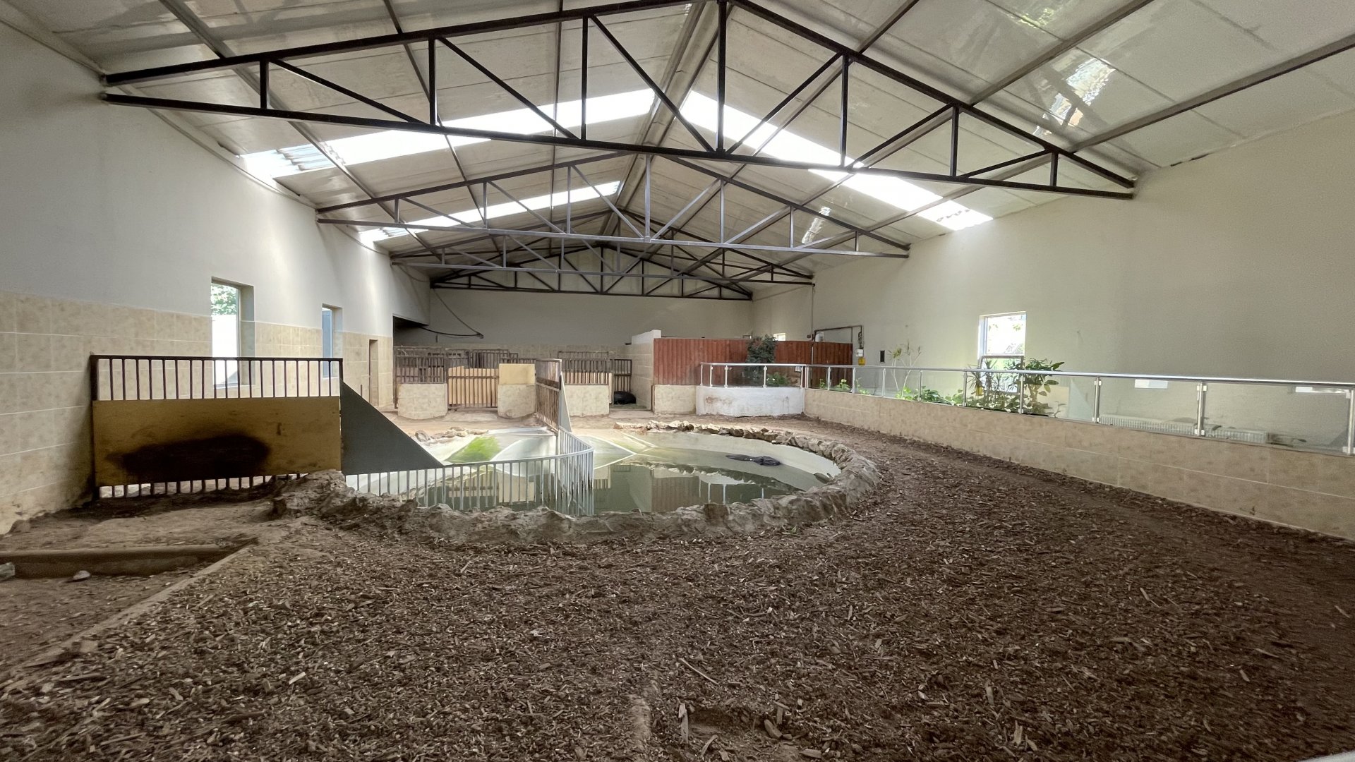 Pygmy hippo indoor exhibit