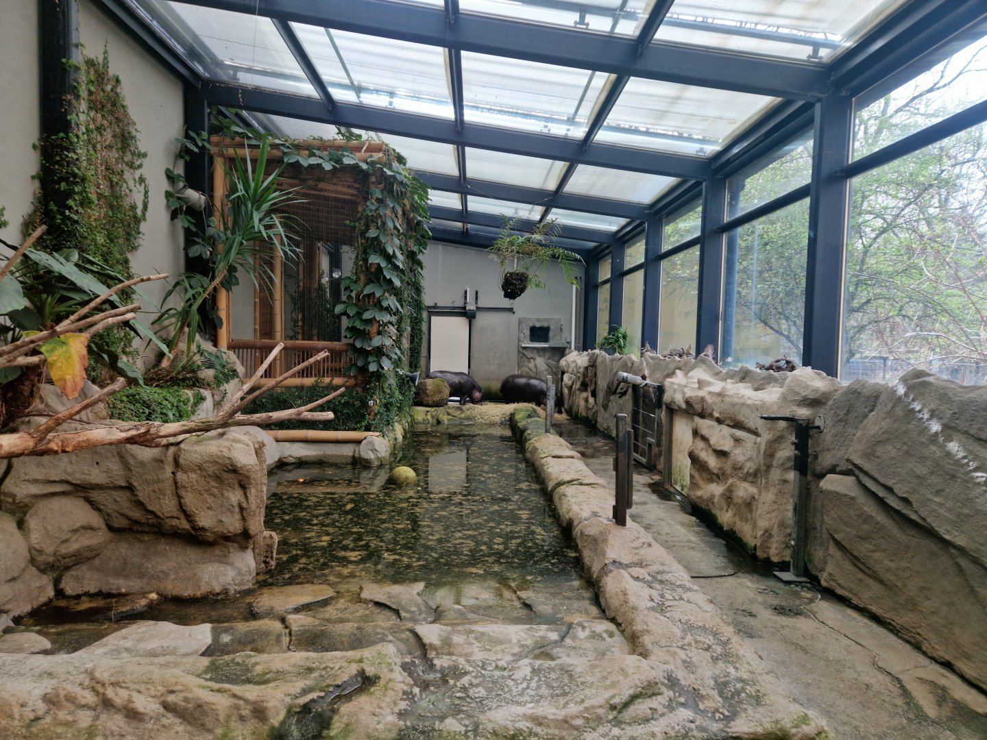 Pygmy hippo indoor exhibit