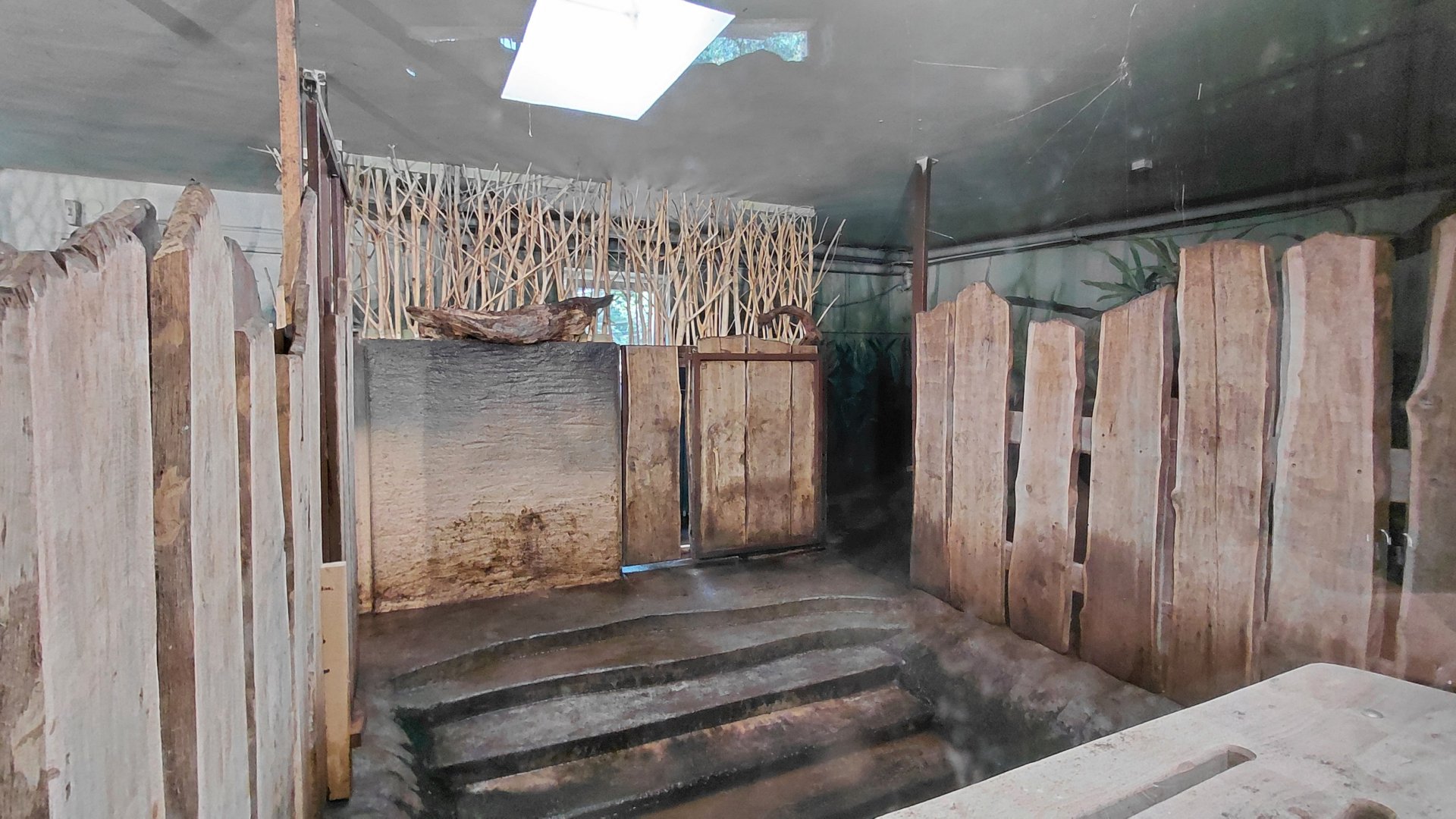 Pygmy hippo indoor exhibit