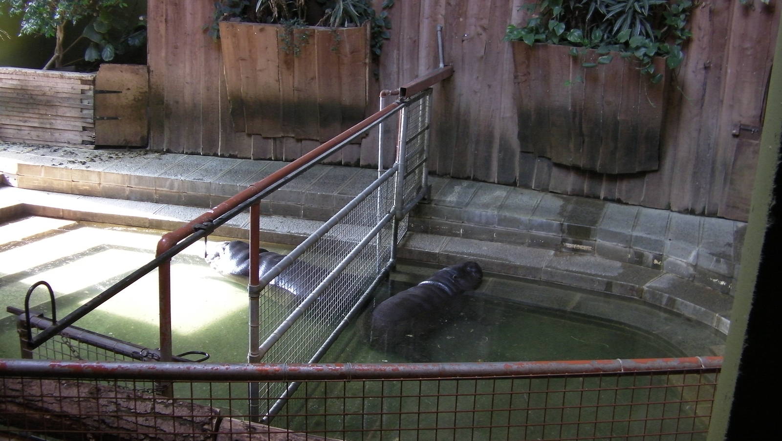 Pygmy Hippo Indoor Pool - 24.03.2012