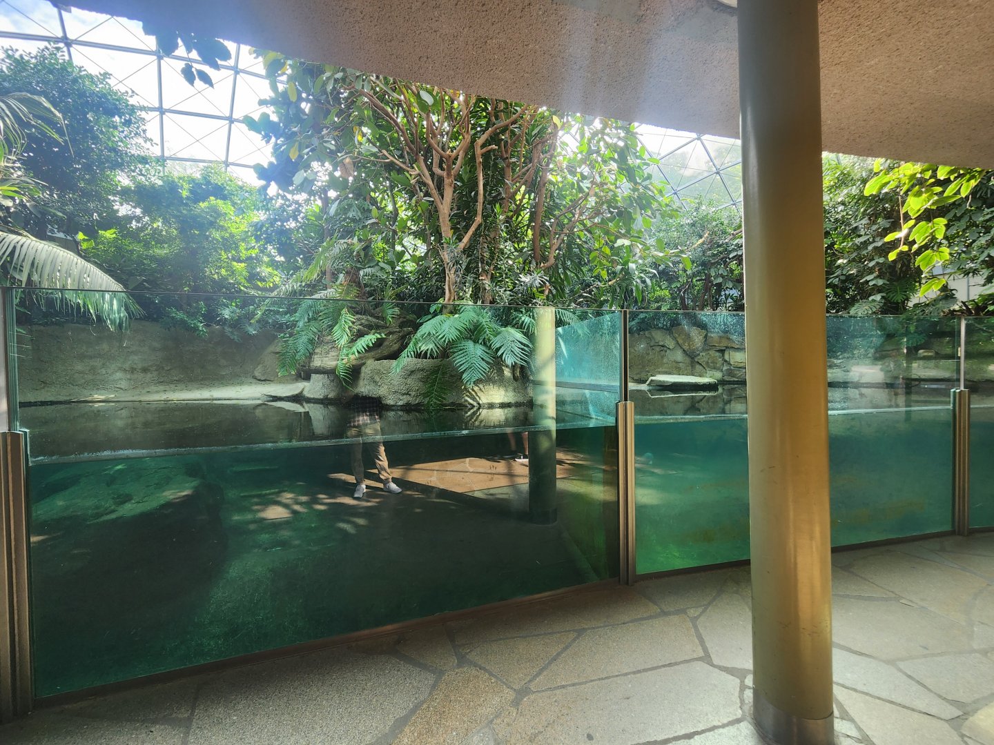 Pygmy Hippo Indoor