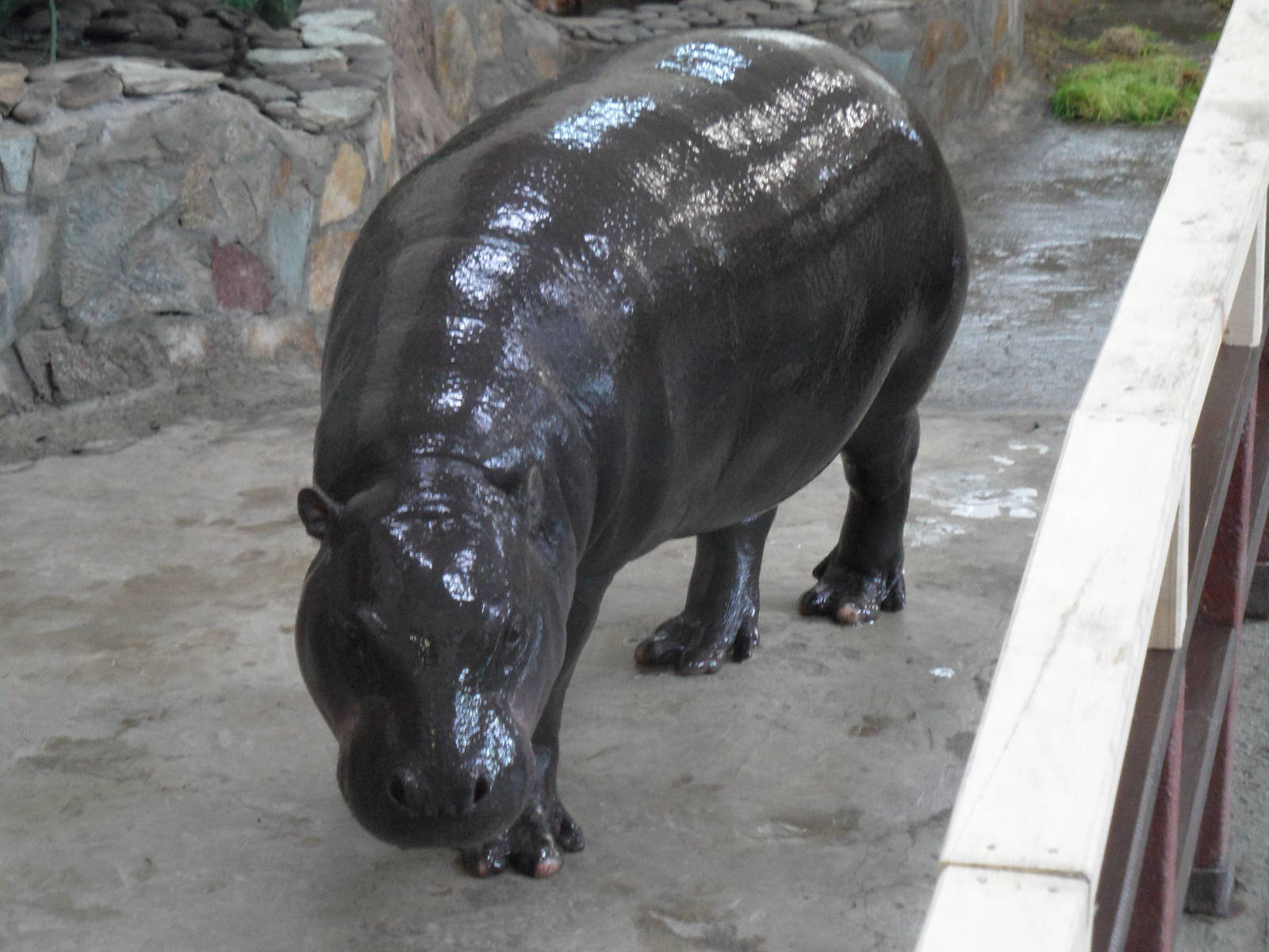 Pygmy hippo indoors 2