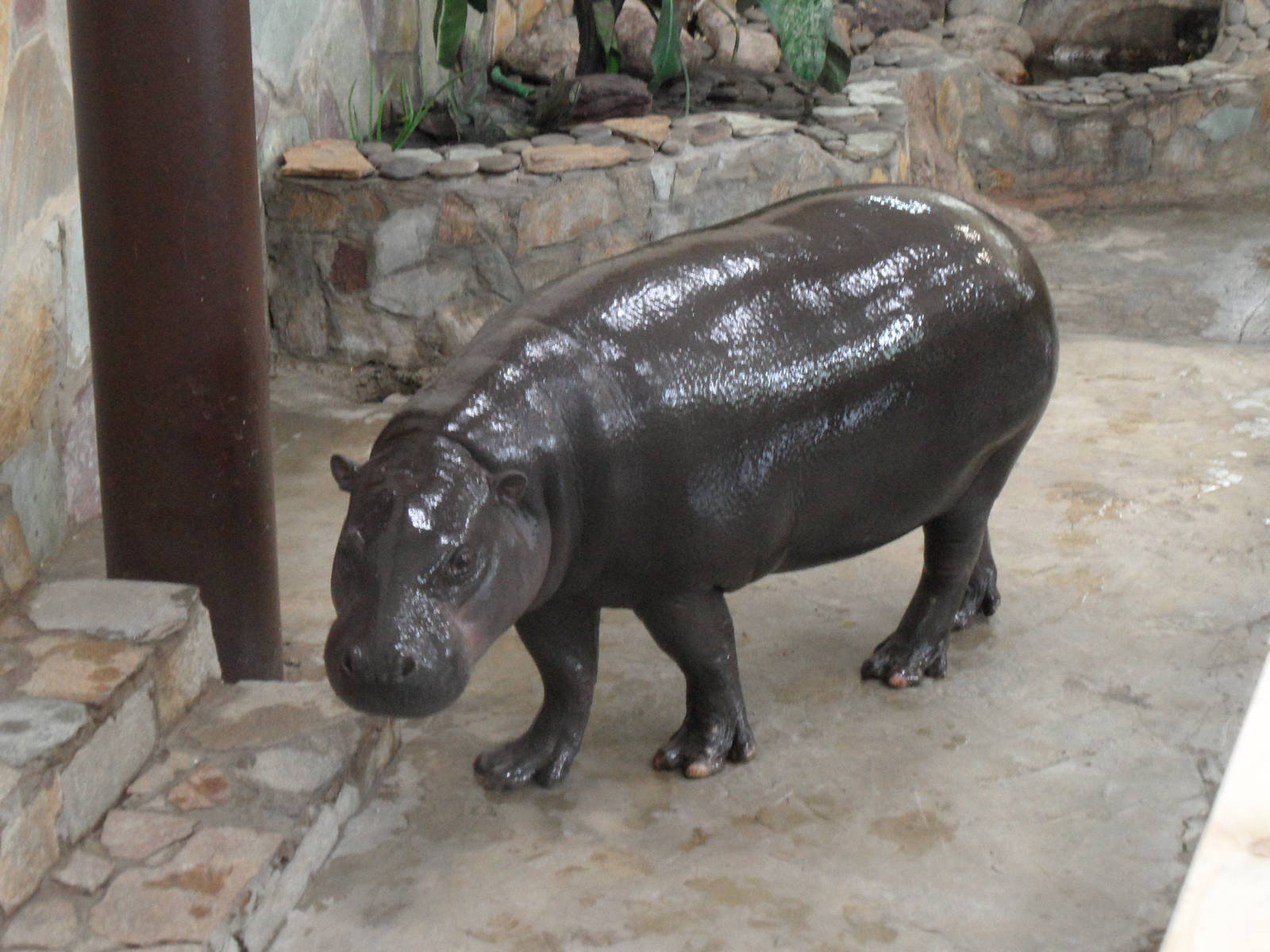 Pygmy hippo indoors 3
