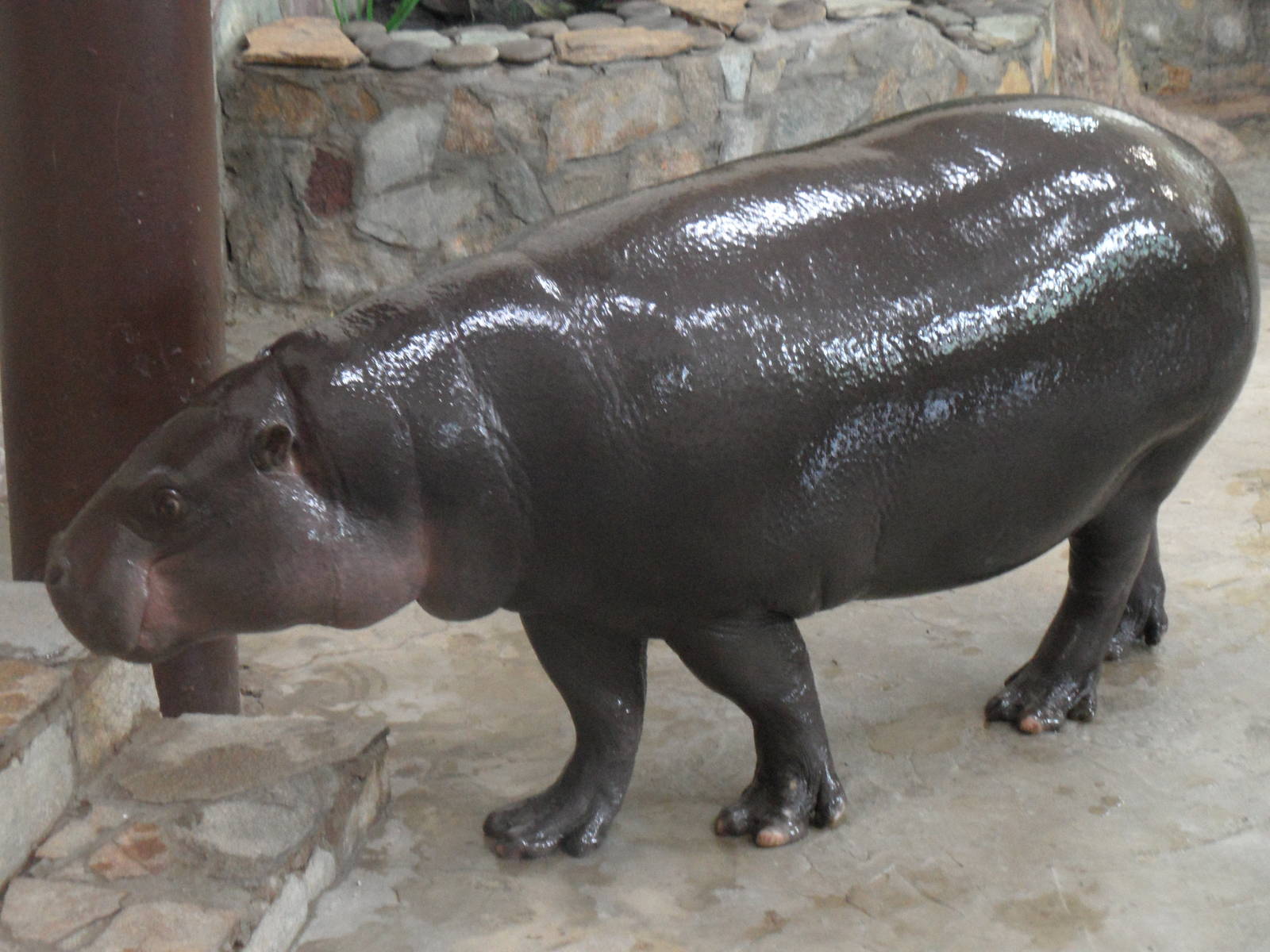 Pygmy hippo indoors 4
