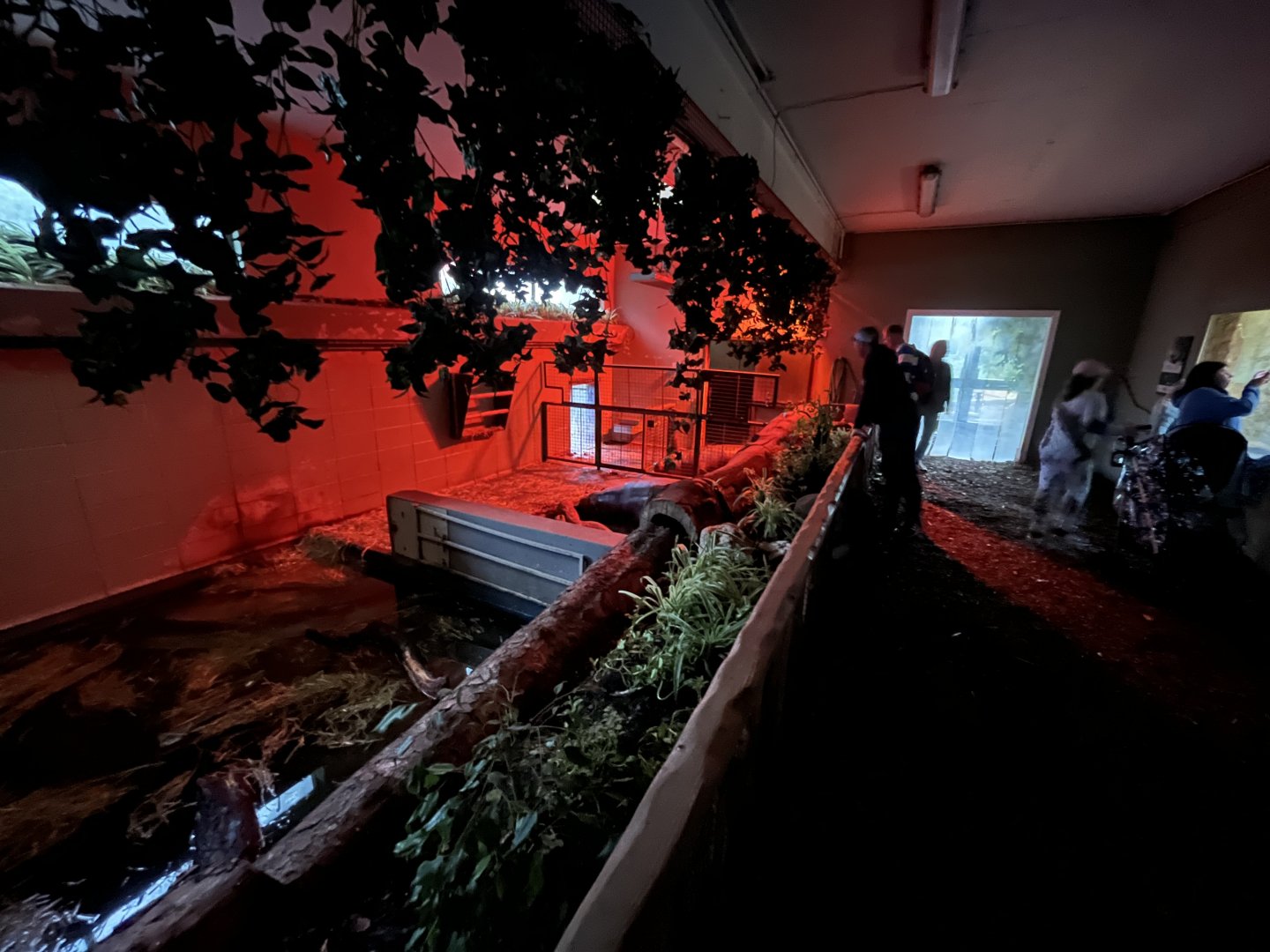 Pygmy hippo indoors in the evening 22.7.23