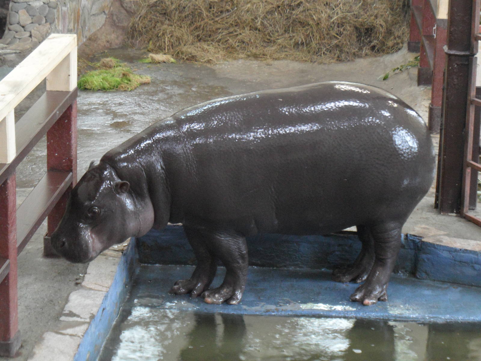 Pygmy hippo indoors