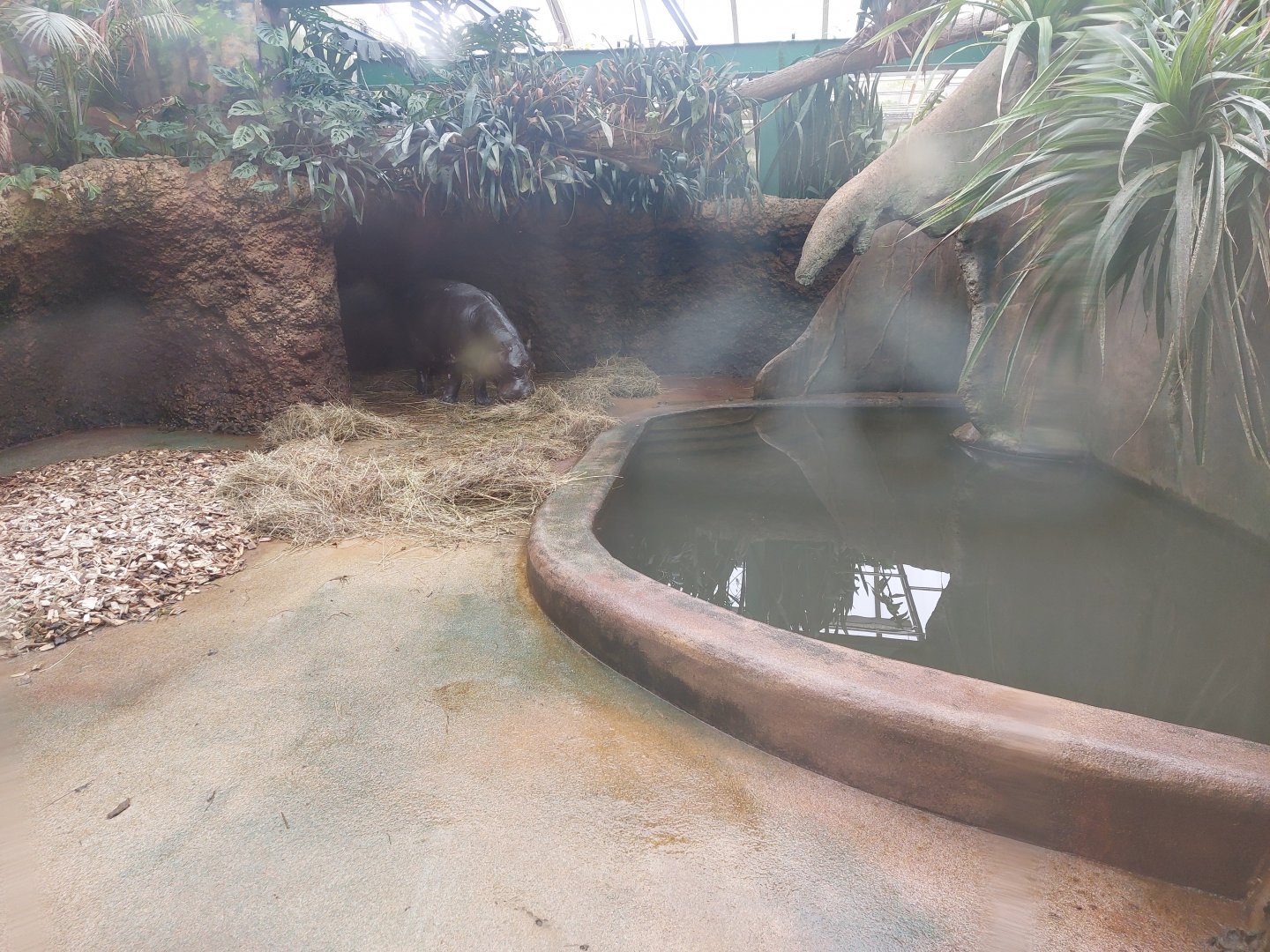 Pygmy hippo indoors