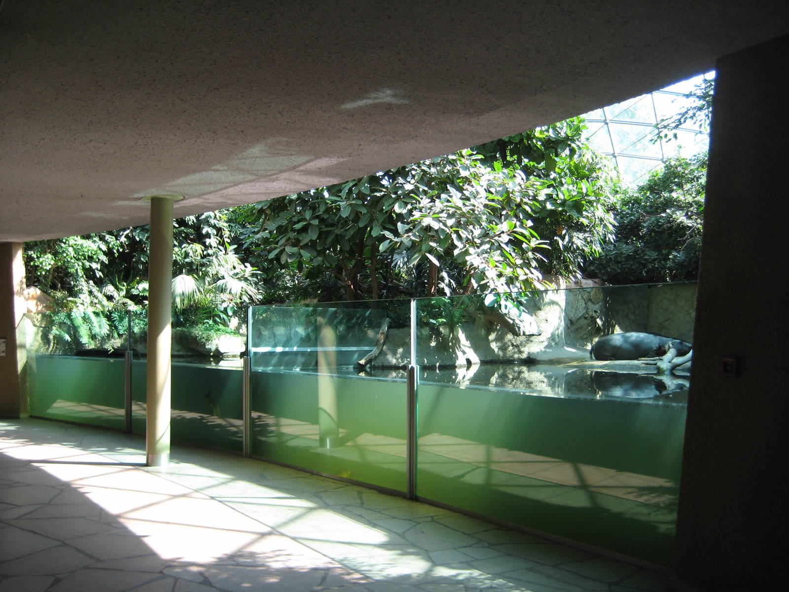 Pygmy hippo Inside Exhibits