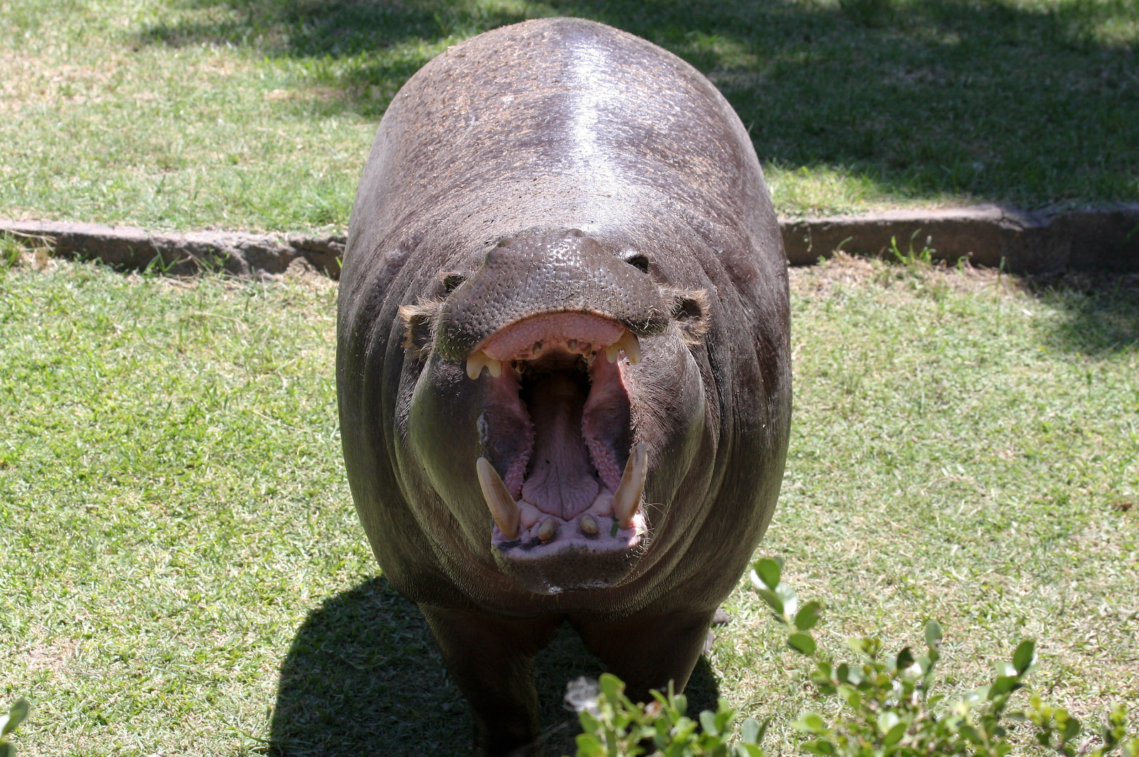 Pygmy Hippo - Jan 2008