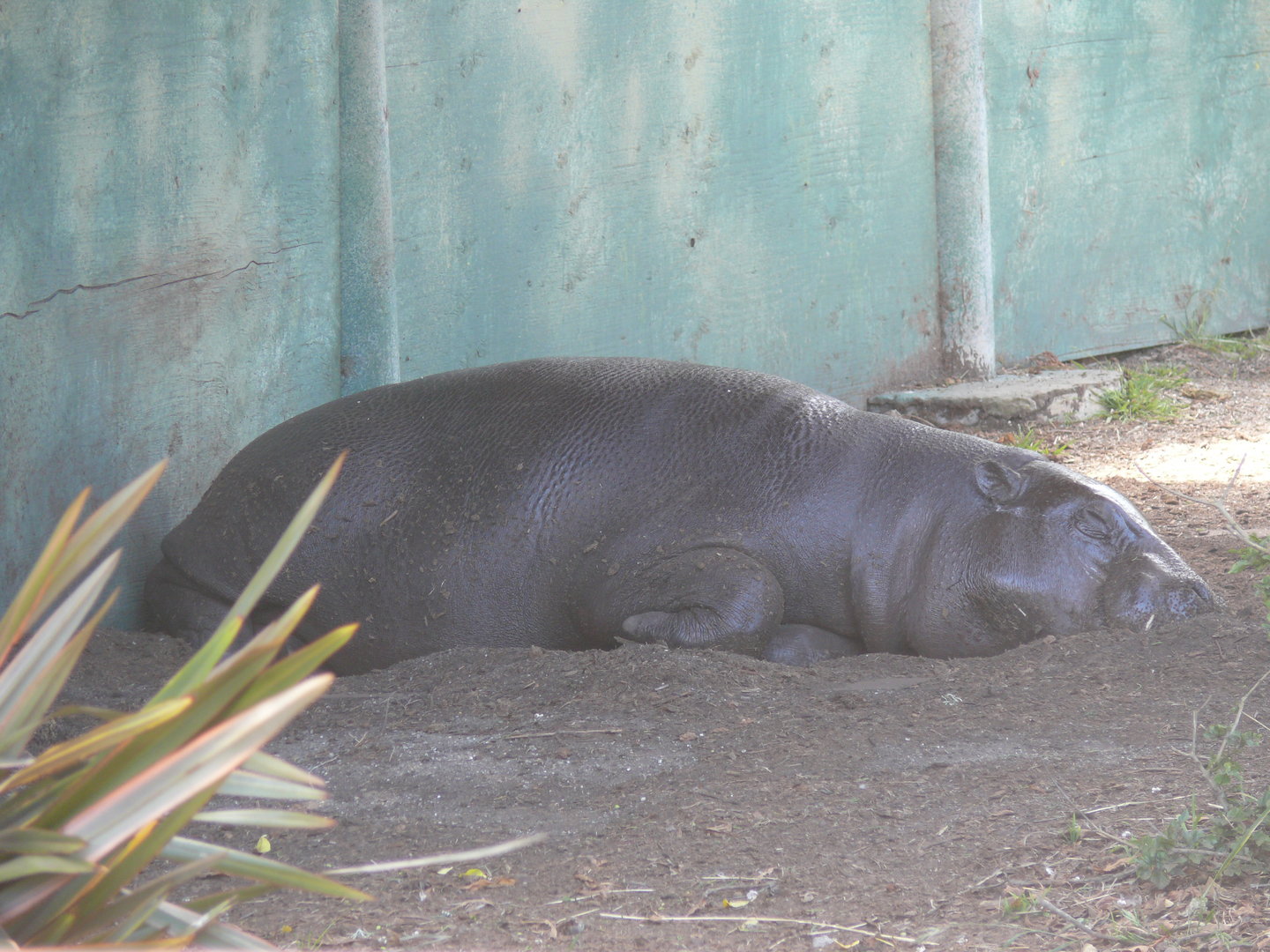 Pygmy Hippo - July 8th 2023
