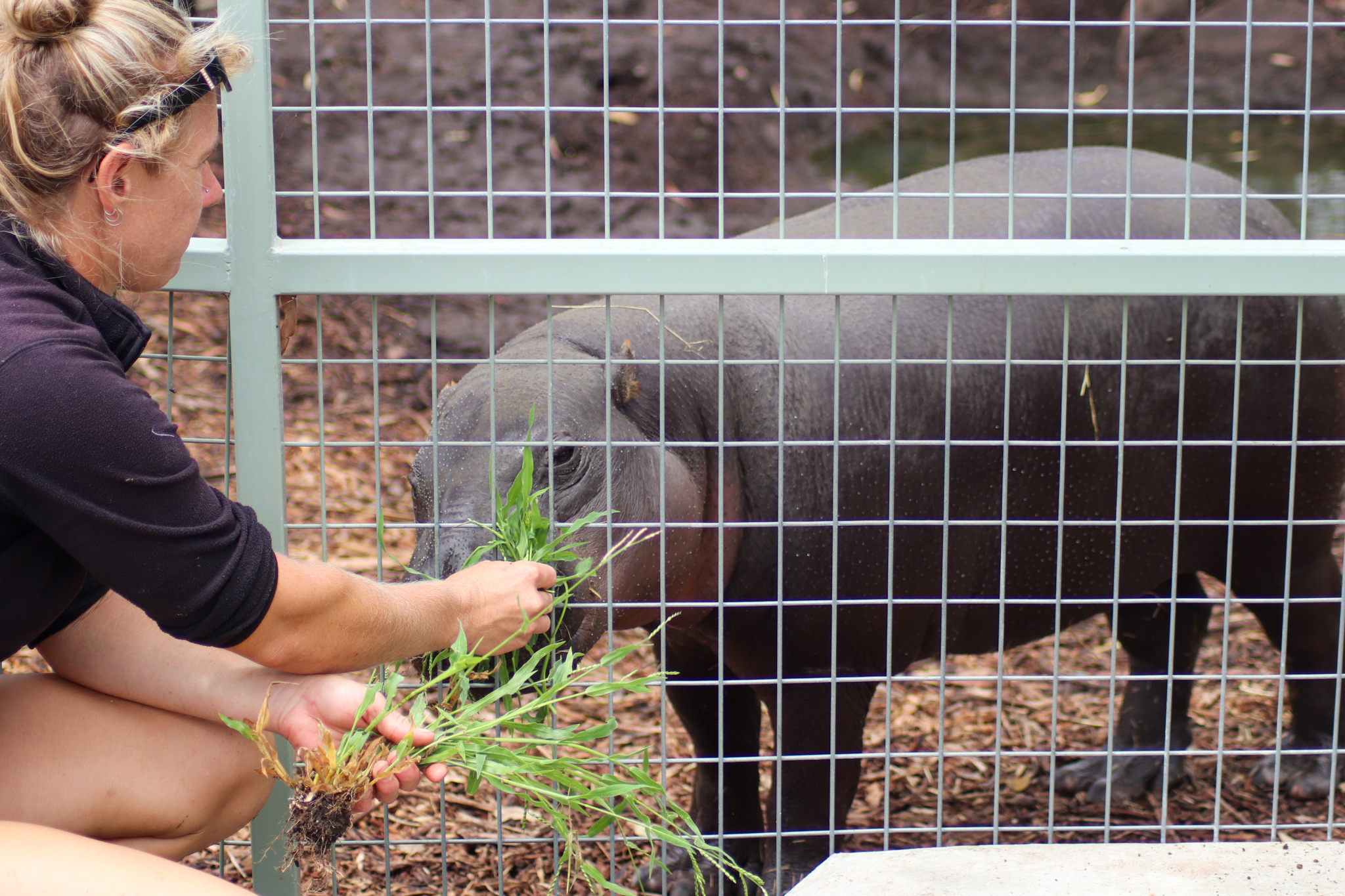 Pygmy Hippo Keeper Talk - February 2020