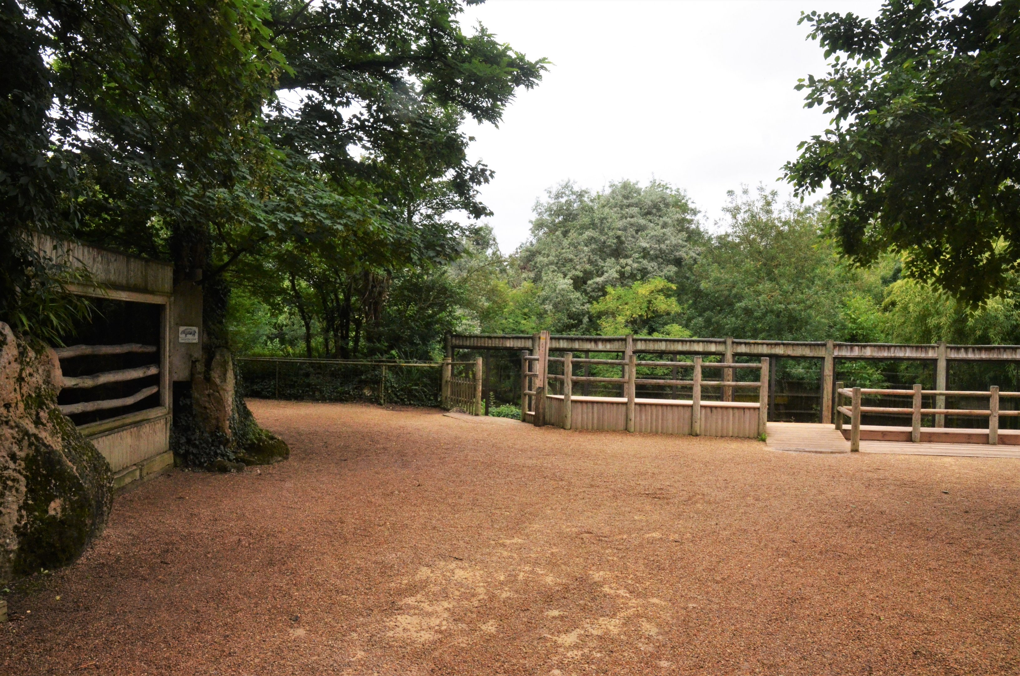 Pygmy Hippo (l) and Sumatran Tiger Viewing at Doué-la-Fontaine, 15/06/18