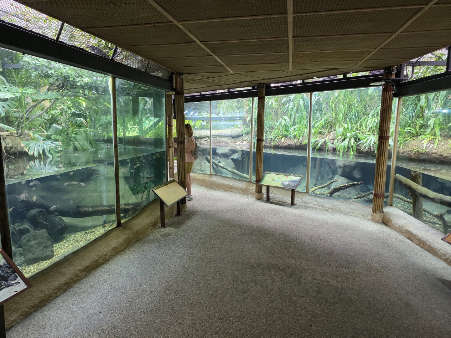 Pygmy Hippo Lower pool- Crocodiles