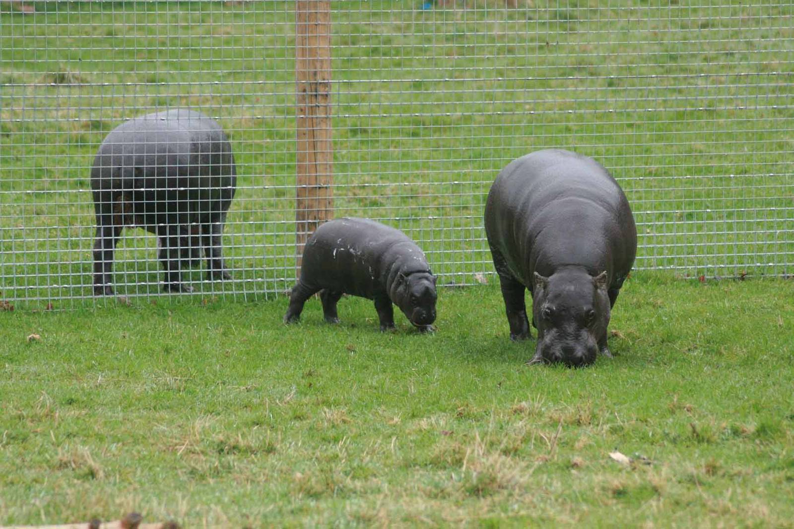 Pygmy Hippo, Marwell Wildlife