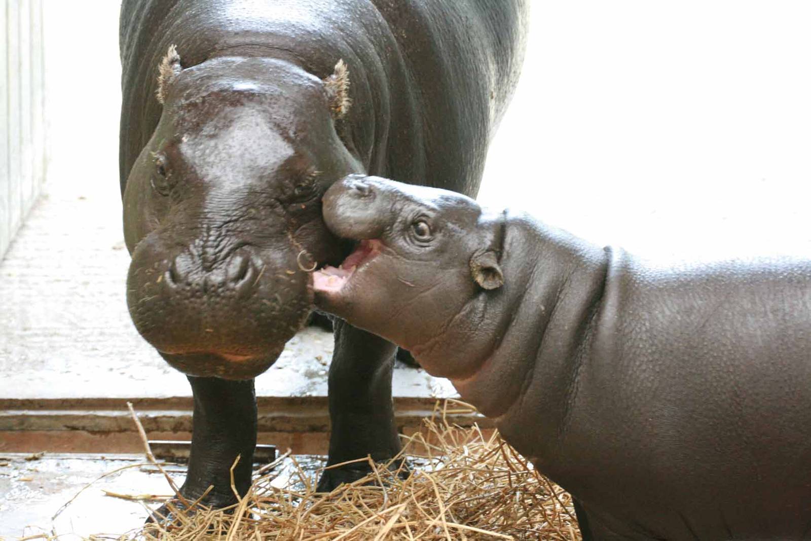 Pygmy Hippo, Marwell Wildlife