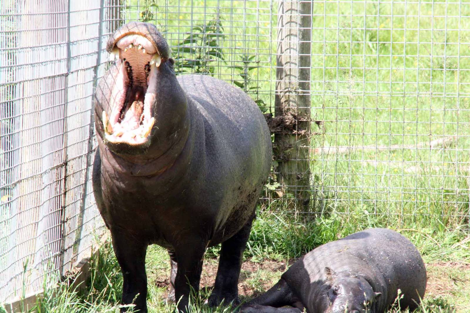 Pygmy Hippo, Marwell Wildlife