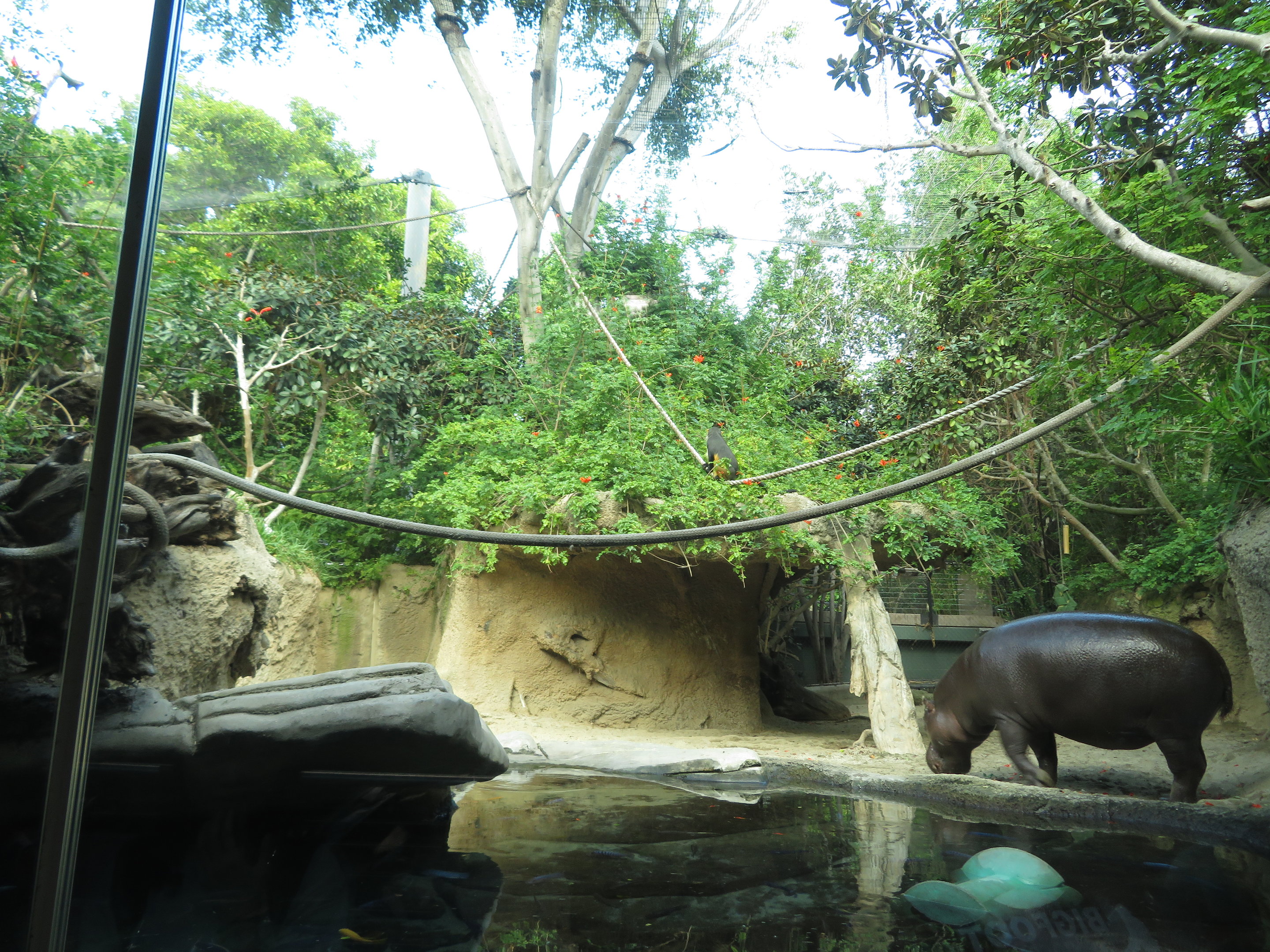Pygmy Hippo/Monkey Exhibit