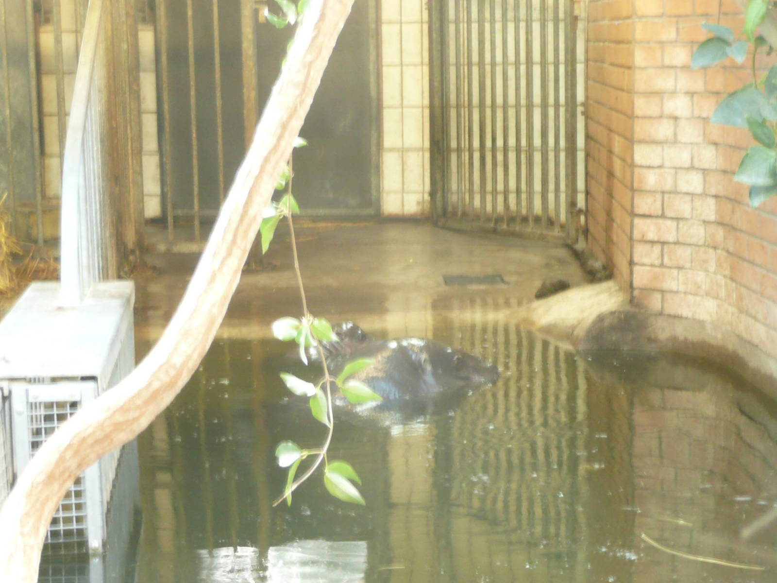 Pygmy Hippo mother and baby