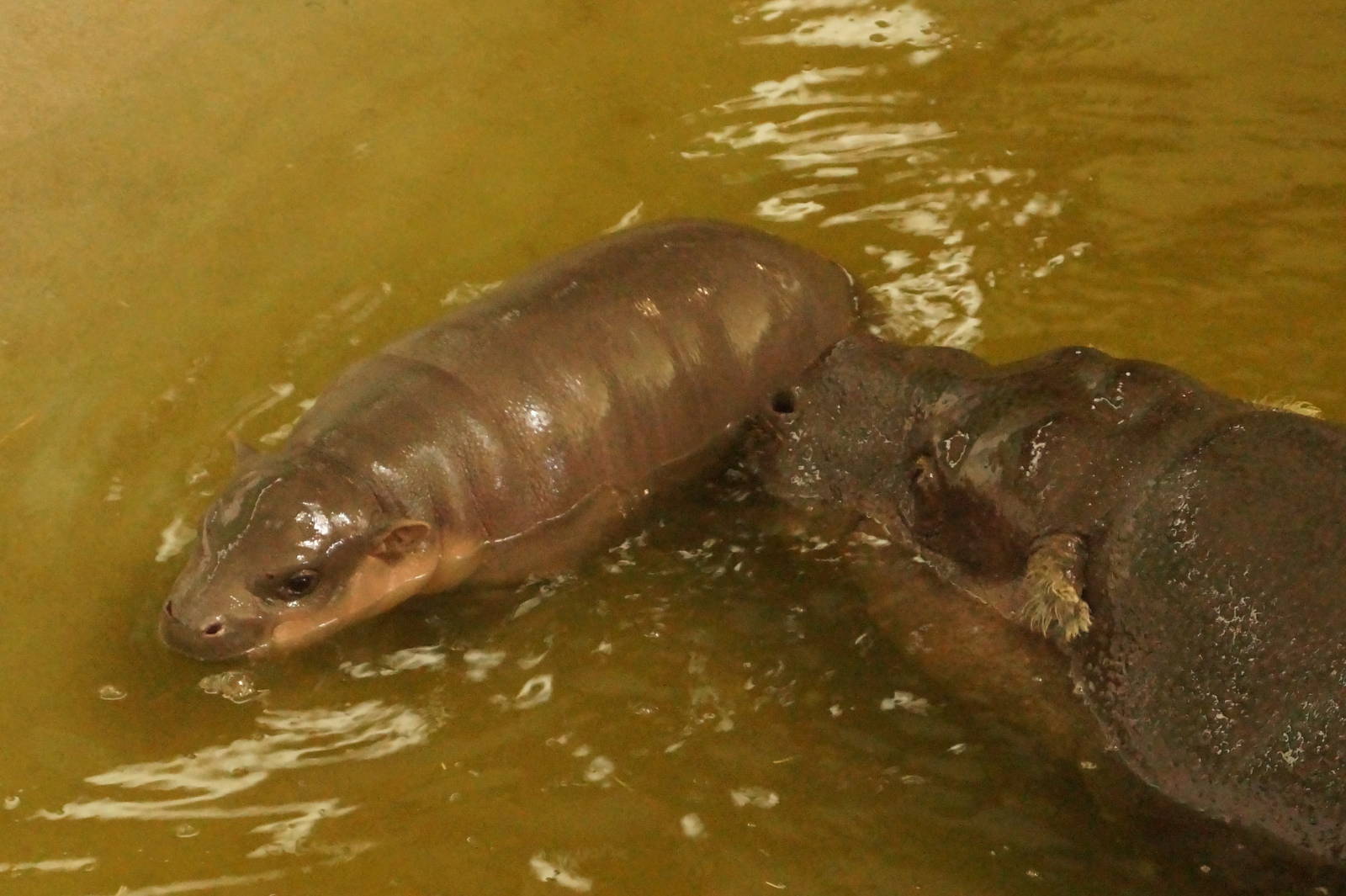 Pygmy hippo, mother and calf 24/1/15
