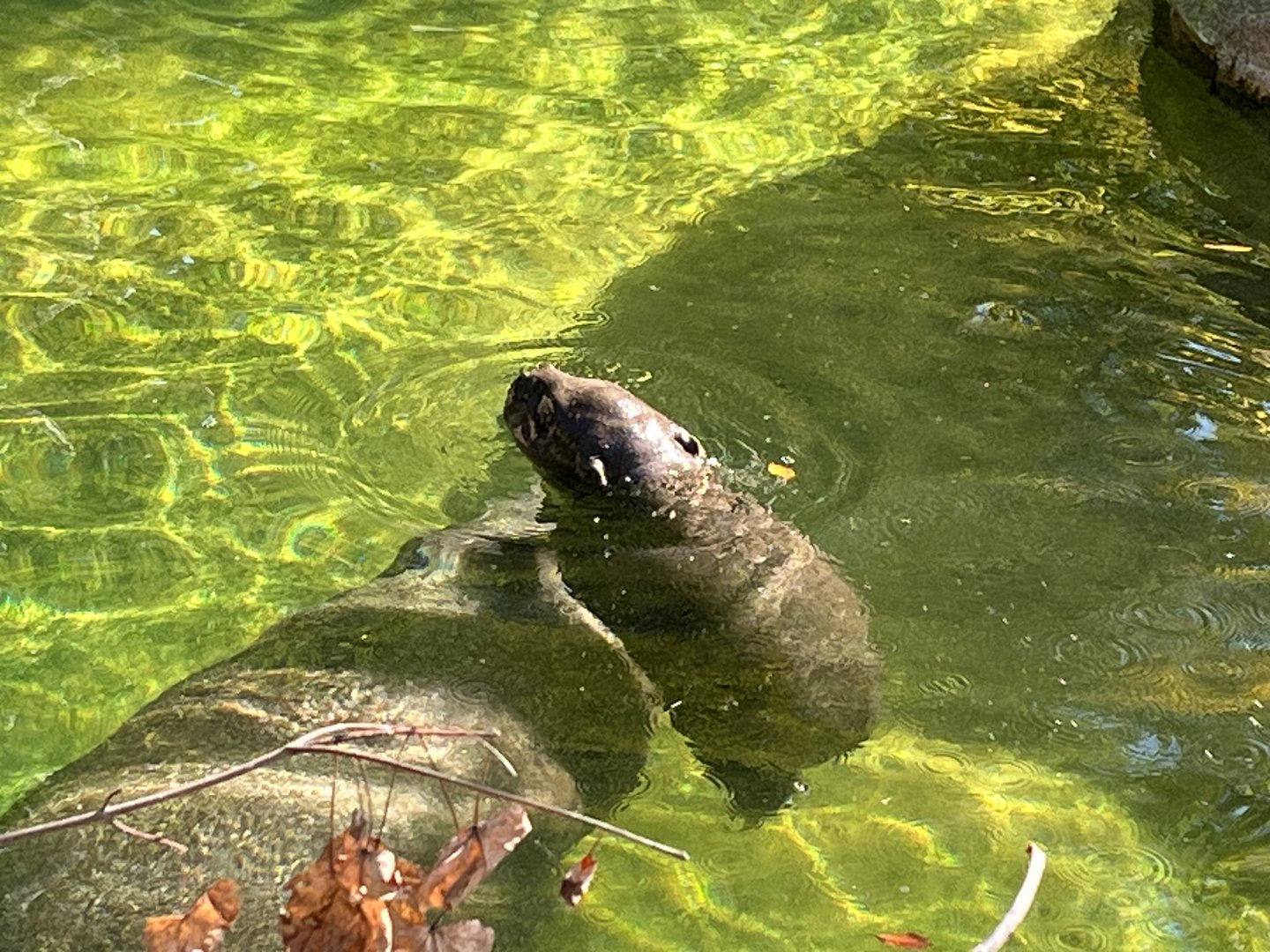 Pygmy Hippo Mother “Holly” and Calf “Huckleberry”