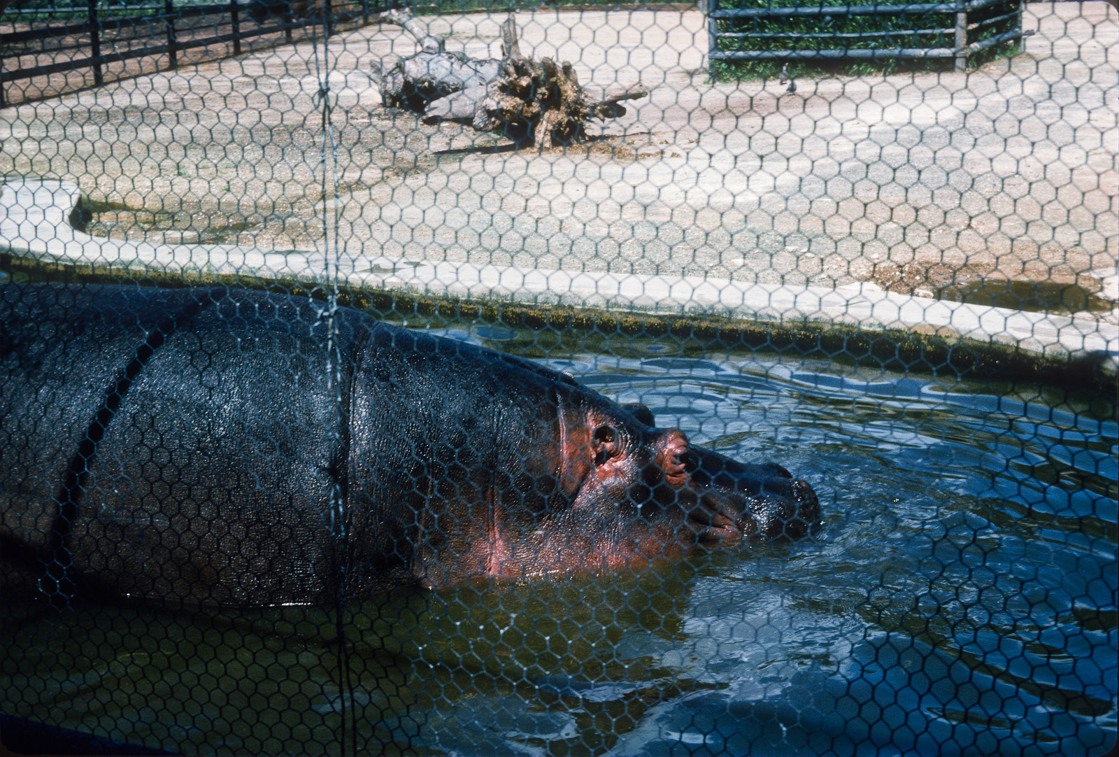 Pygmy Hippo - Oct 1975