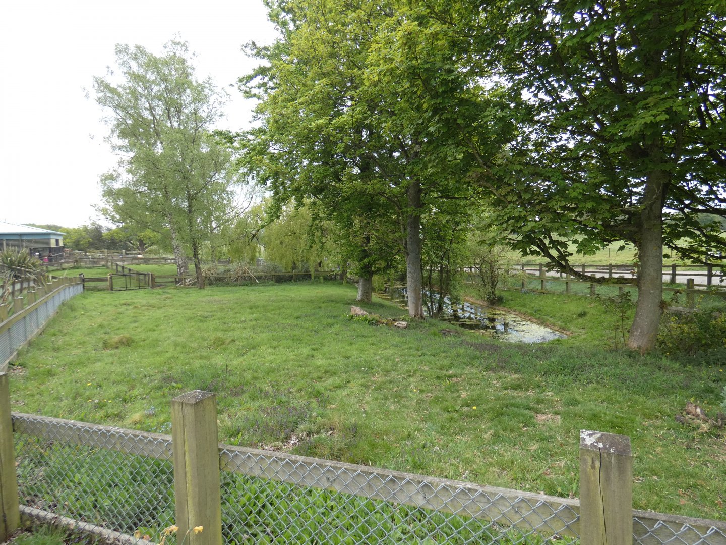 Pygmy hippo outdoor enclosure (2)