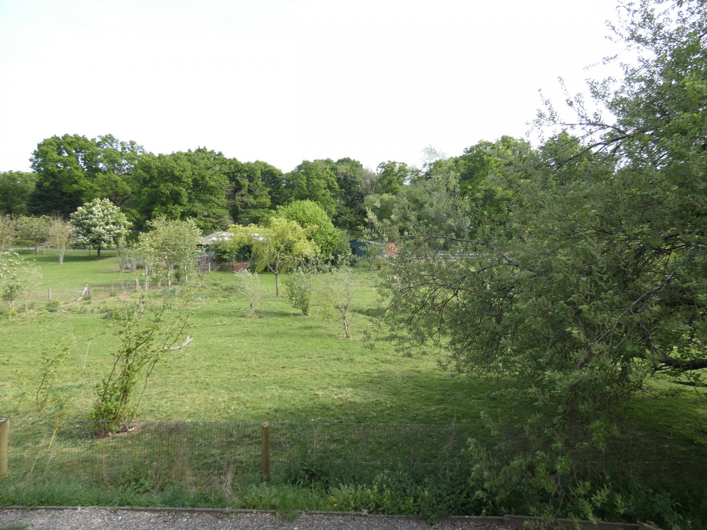Pygmy hippo outdoor enclosure (2)