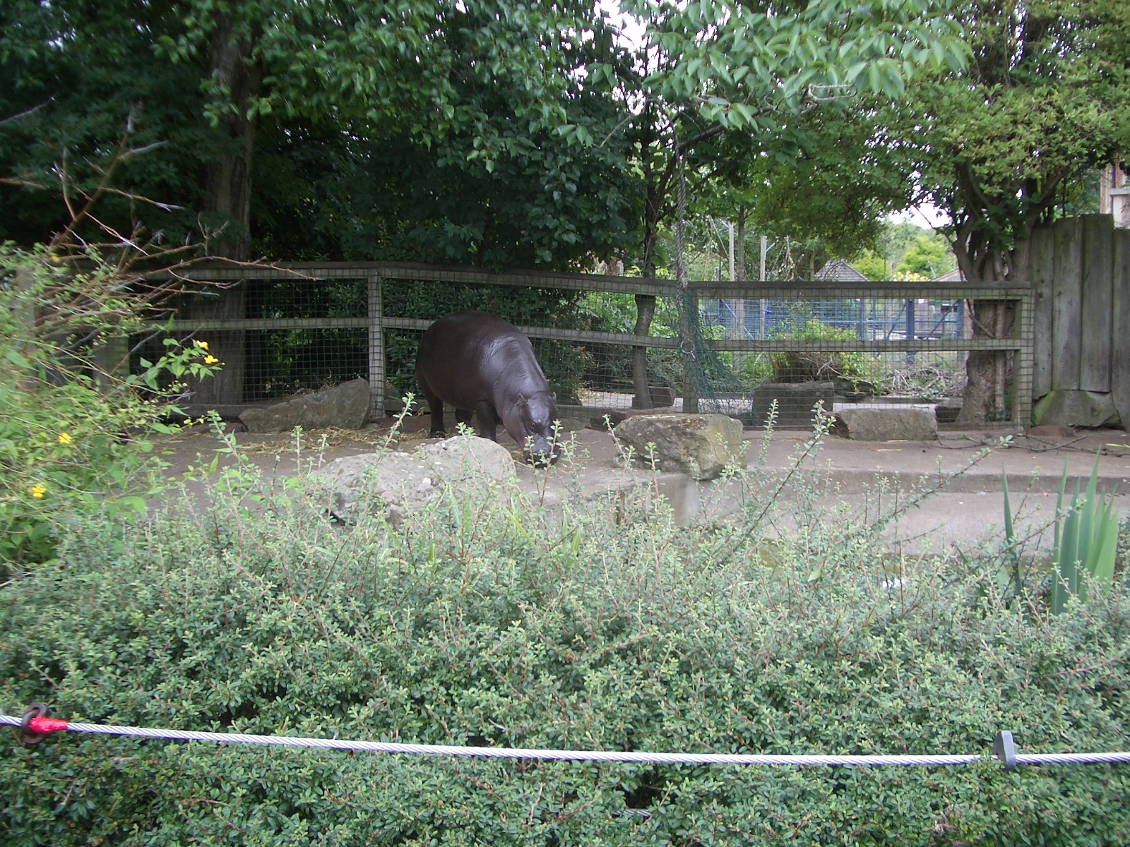 Pygmy Hippo Outdoor Enclosure - 24.07.2010