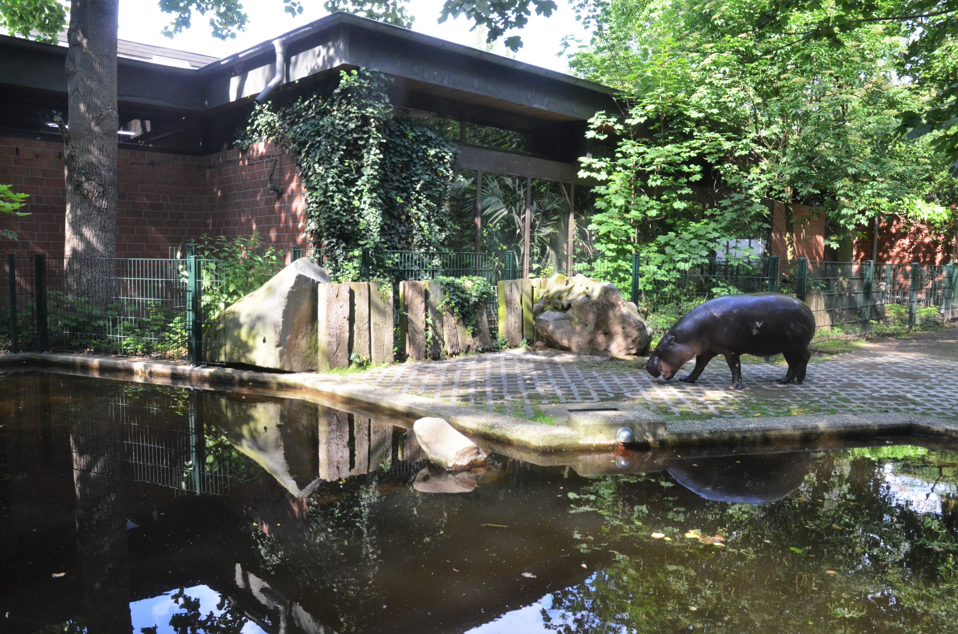 Pygmy Hippo Outdoor Enclosure at Krefeld, 15/06/19