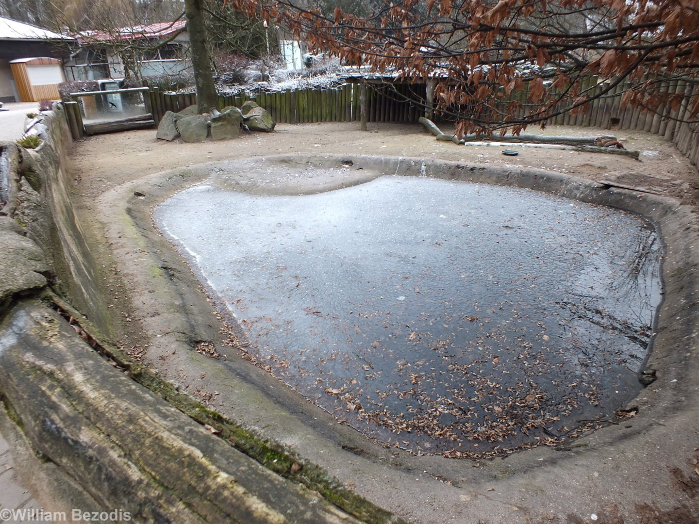 Pygmy Hippo Outdoor Enclosure