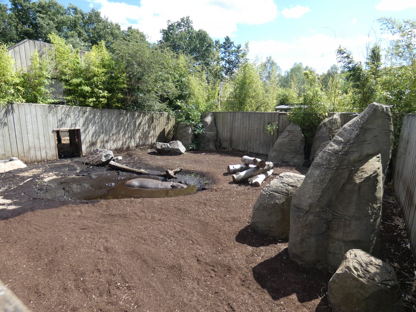 Pygmy Hippo outdoor enclosure