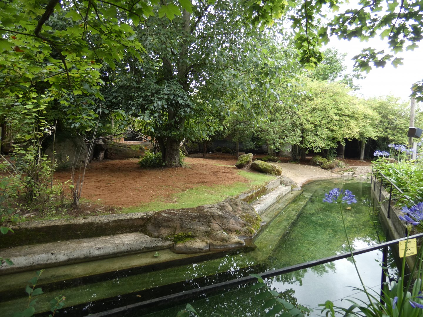 Pygmy hippo outdoor enclosure