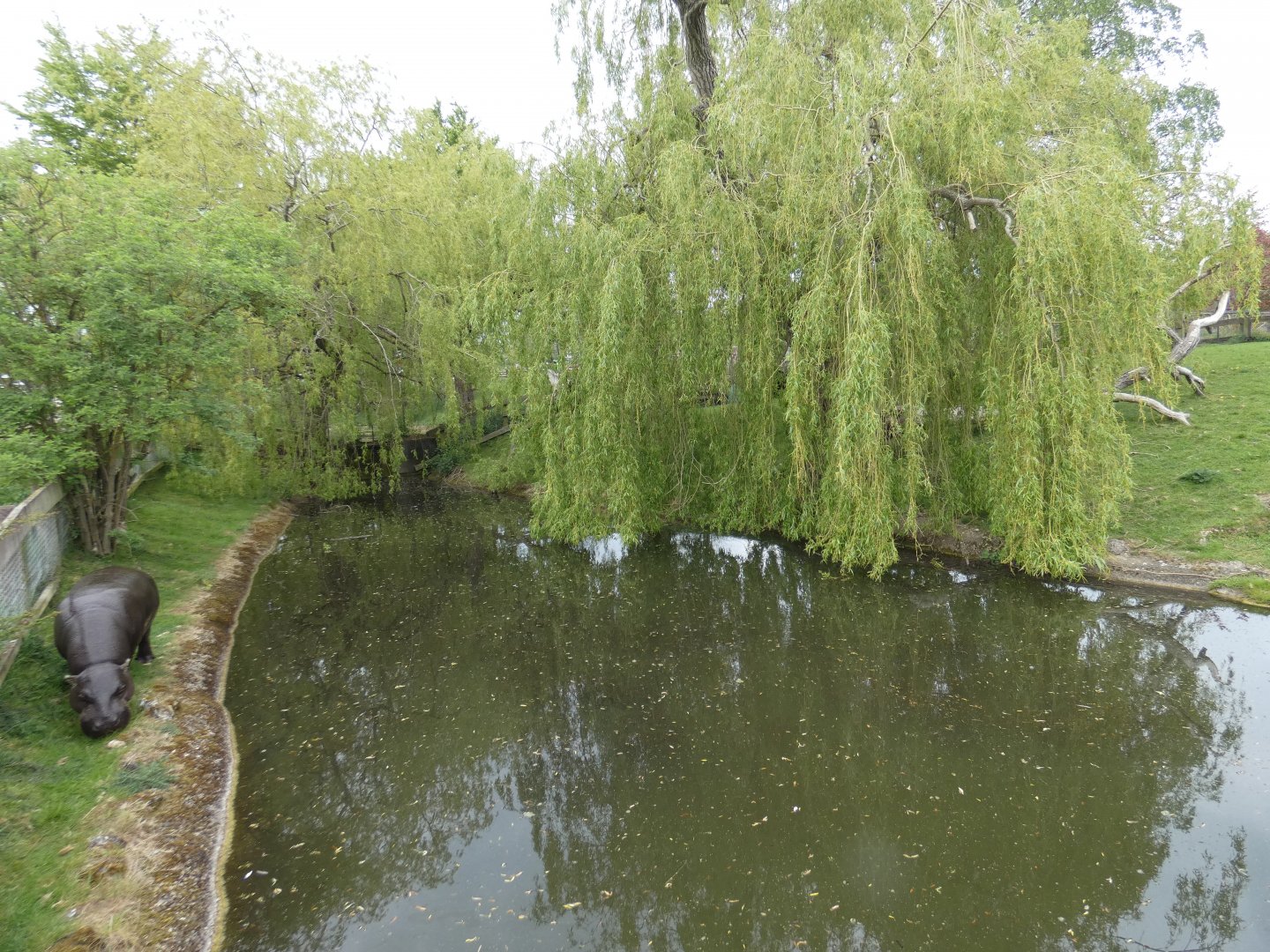 Pygmy hippo outdoor enclosure