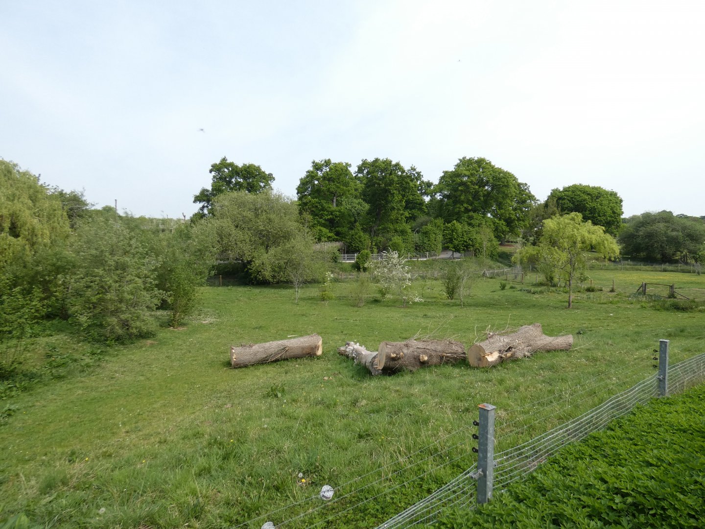 Pygmy hippo outdoor enclosure