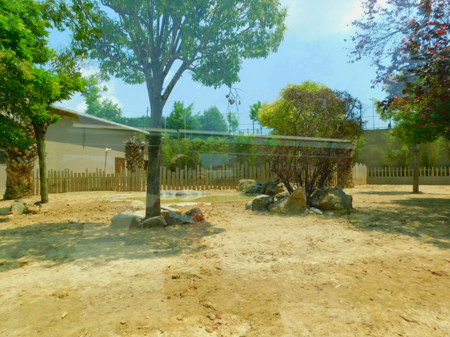 Pygmy hippo outdoor enclosure